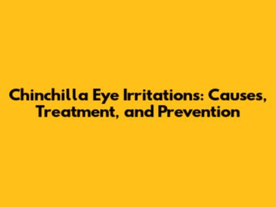 Chinchilla Eye Irritations: Causes, Treatment, and Prevention