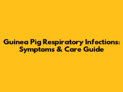 Guinea Pig Respiratory Infections: Symptoms & Care Guide