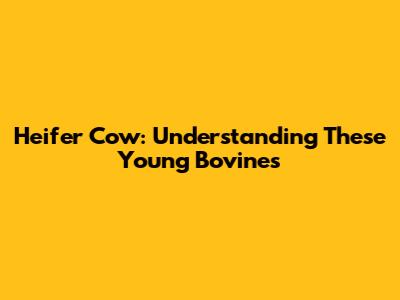 Heifer Cow: Understanding These Young Bovines