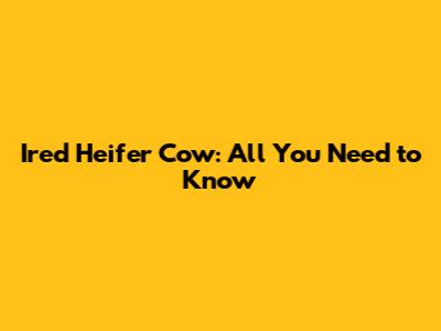 Ired Heifer Cow: All You Need to Know