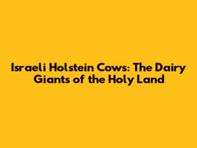 Israeli Holstein Cows: The Dairy Giants of the Holy Land