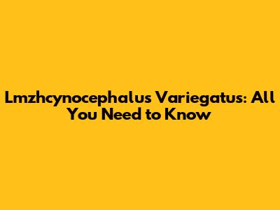 Lmzhcynocephalus Variegatus: All You Need to Know