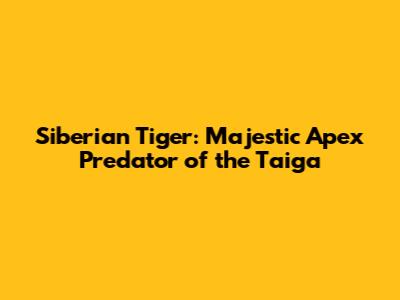 Siberian Tiger: Majestic Apex Predator of the Taiga